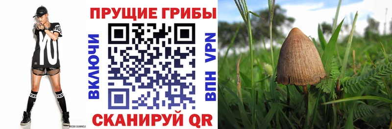 Псилоцибиновые грибы прущие грибы  mega ссылка  Могоча  дарнет шоп 